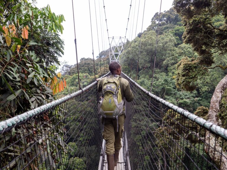 Nyungwe Forest National Park: What to See & Do (2024)